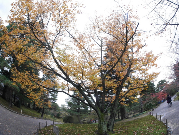f:id:gzutetsu:20161109140533j:image