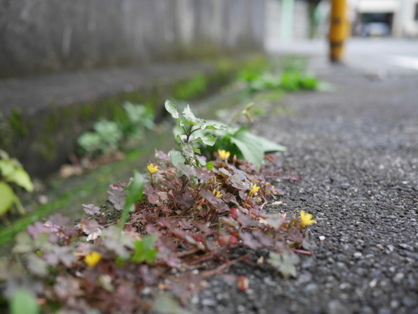 f:id:gzutetsu:20161120132510j:image