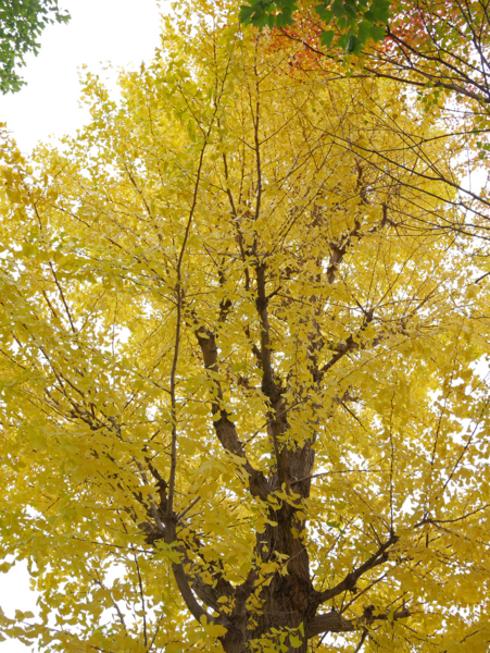 f:id:gzutetsu:20161120140457j:image