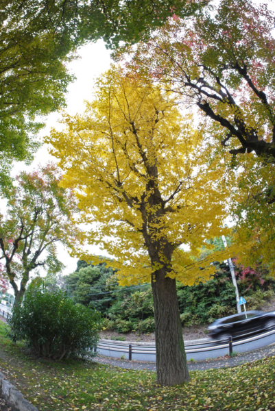 f:id:gzutetsu:20161120141433j:image