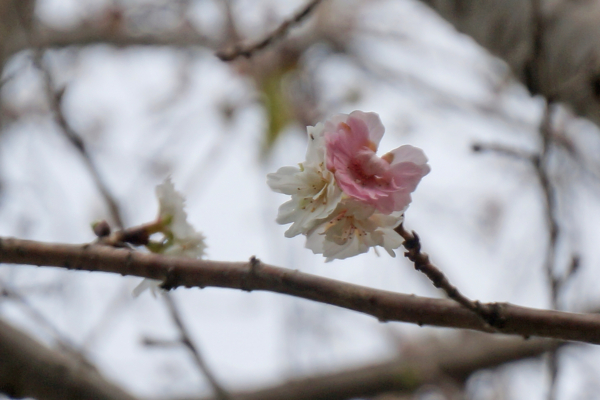 f:id:gzutetsu:20161120152744j:image