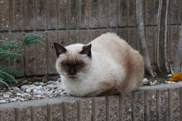 f:id:gzutetsu:20161120155720j:image