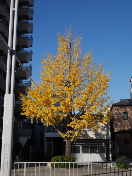 f:id:gzutetsu:20161208084802j:image