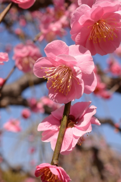 f:id:gzutetsu:20170304131527j:image