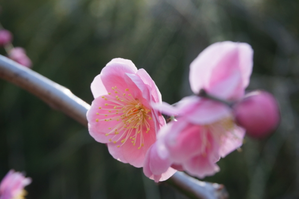 f:id:gzutetsu:20170304131900j:image