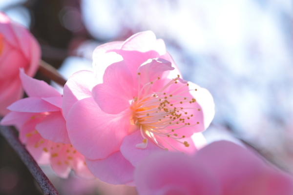 f:id:gzutetsu:20170304140948j:image