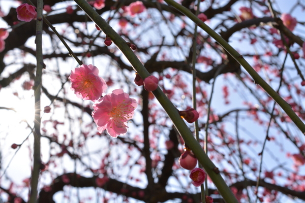 f:id:gzutetsu:20170304141633j:image
