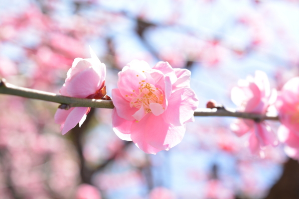 f:id:gzutetsu:20170304141744j:image