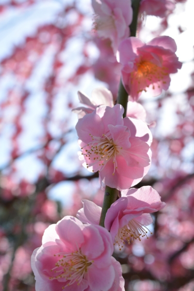 f:id:gzutetsu:20170304144648j:image
