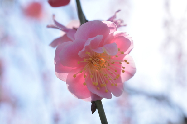 f:id:gzutetsu:20170304144750j:image
