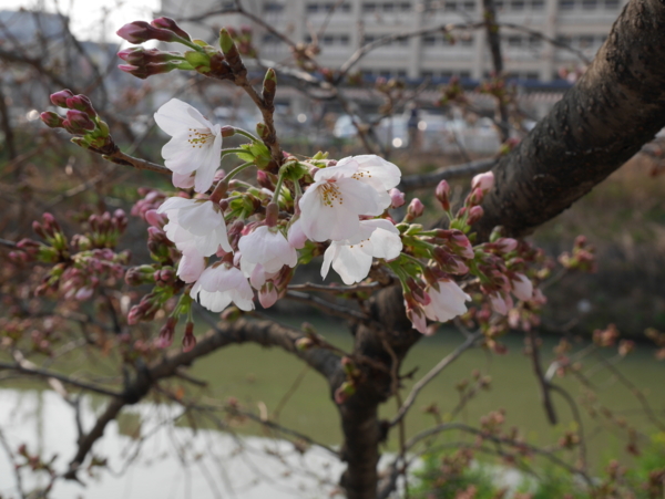 f:id:gzutetsu:20170330081728j:image