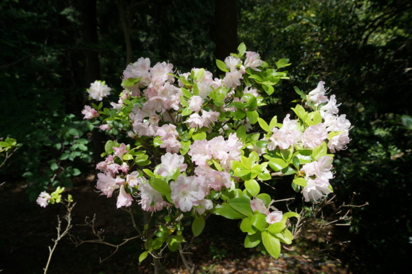 f:id:gzutetsu:20170504120158j:image