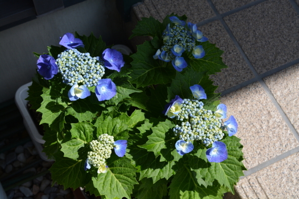 f:id:gzutetsu:20170604085248j:image f:id:gzutetsu:20170604085248j:image