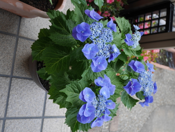 f:id:gzutetsu:20170609064934j:image