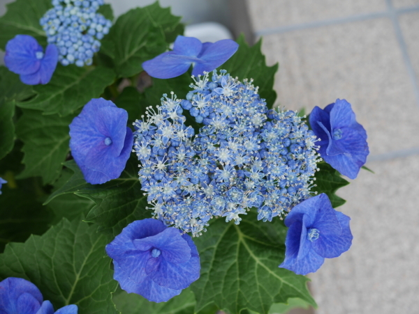 f:id:gzutetsu:20170610123913j:image