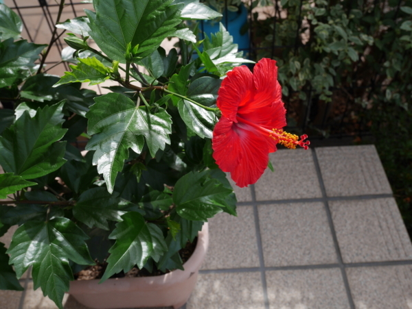 f:id:gzutetsu:20170626080938j:image