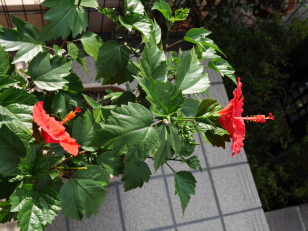 f:id:gzutetsu:20170719074320j:image