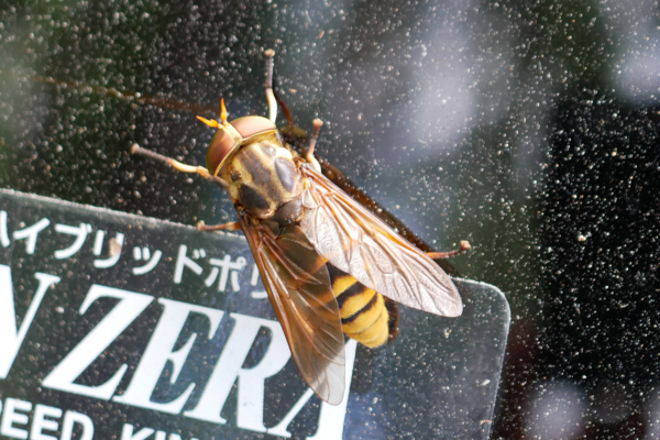 f:id:gzutetsu:20170809135437j:image