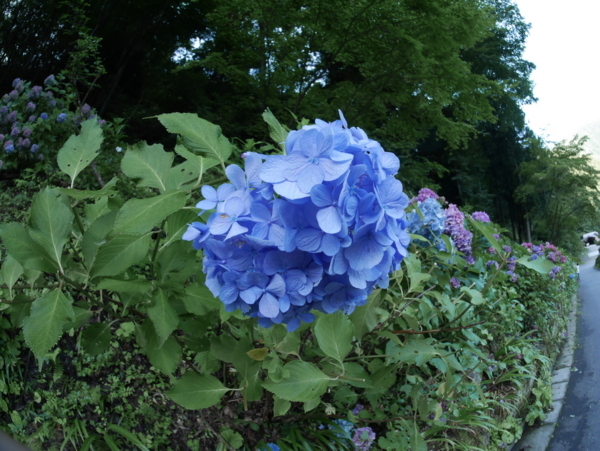 f:id:gzutetsu:20170810065854j:image
