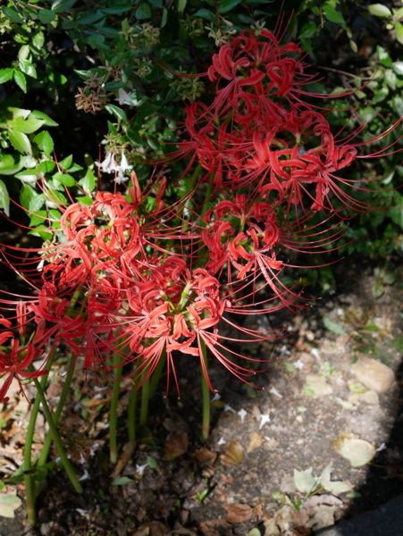 f:id:gzutetsu:20170923131526j:image f:id:gzutetsu:20170923131526j:image