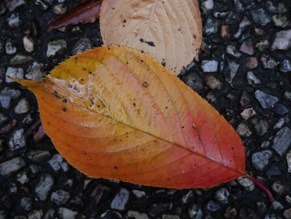 f:id:gzutetsu:20171118144105j:image