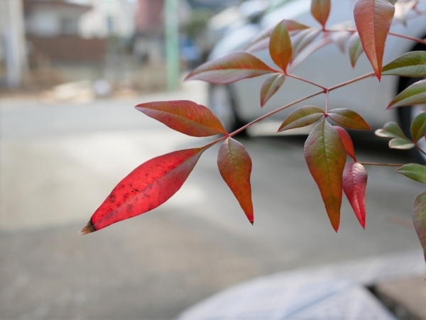 f:id:gzutetsu:20171126130241j:image