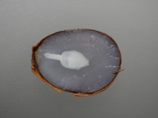 f:id:gzutetsu:20171207085511j:image