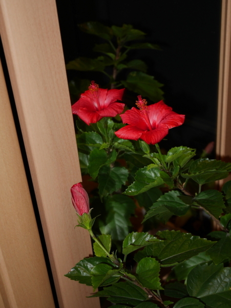 f:id:gzutetsu:20171217172112j:image