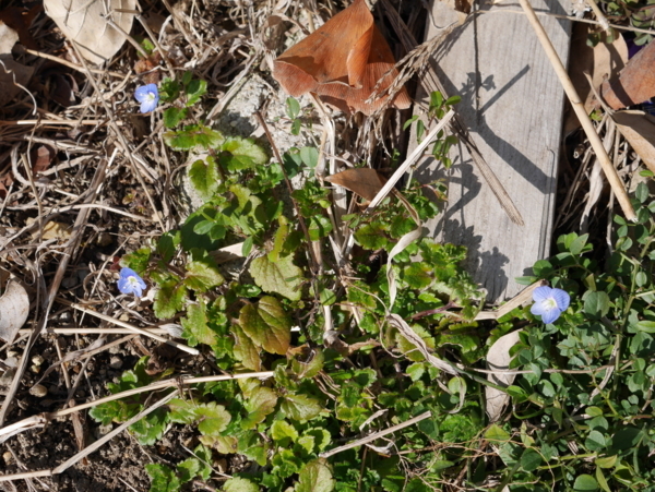 f:id:gzutetsu:20180204133012j:image