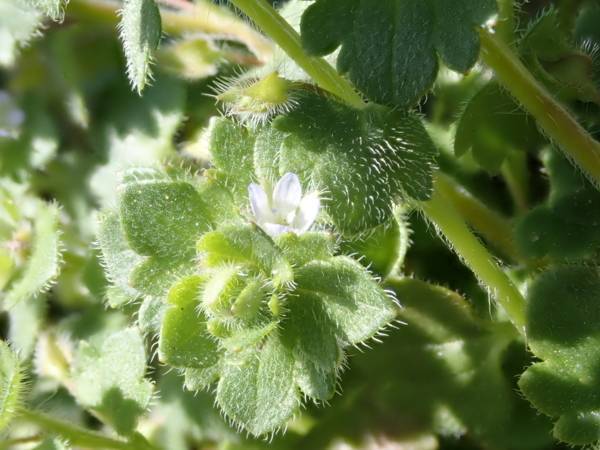 f:id:gzutetsu:20180310103939j:image