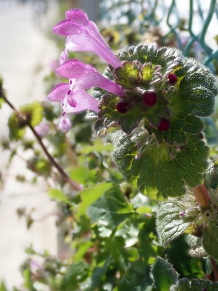 f:id:gzutetsu:20180310103954j:image