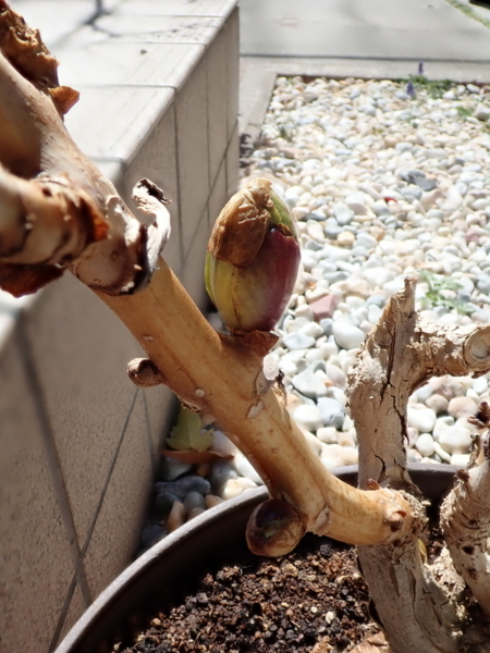 f:id:gzutetsu:20180317104531j:image f:id:gzutetsu:20180317104531j:image