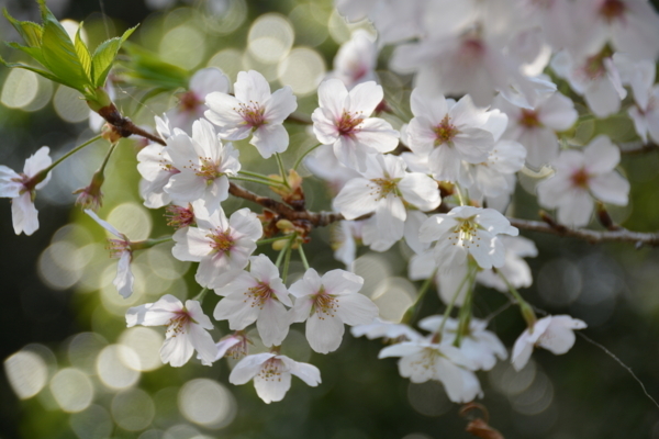 f:id:gzutetsu:20180401131126j:image