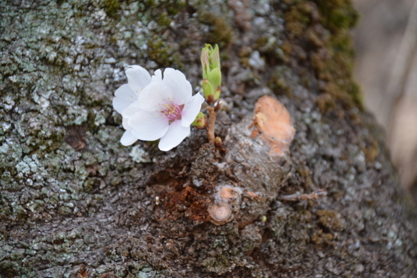 f:id:gzutetsu:20180401131309j:image