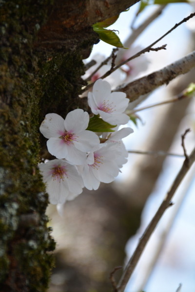 f:id:gzutetsu:20180401131317j:image