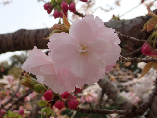 f:id:gzutetsu:20180401140518j:image