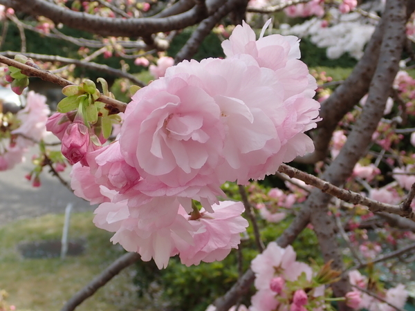 f:id:gzutetsu:20180401140528j:image