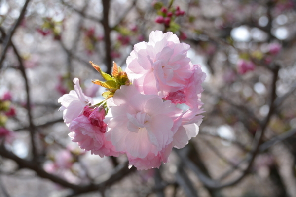 f:id:gzutetsu:20180401140534j:image