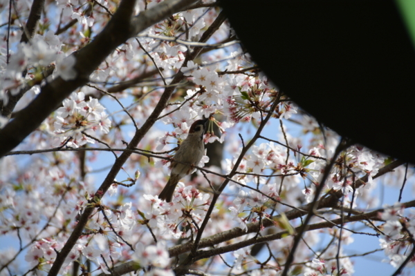 f:id:gzutetsu:20180401145454j:image