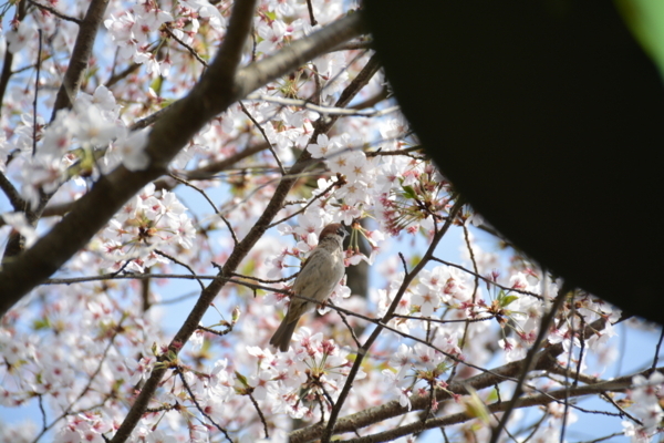 f:id:gzutetsu:20180401145456j:image