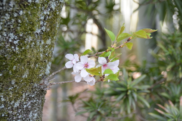 f:id:gzutetsu:20180401145911j:image