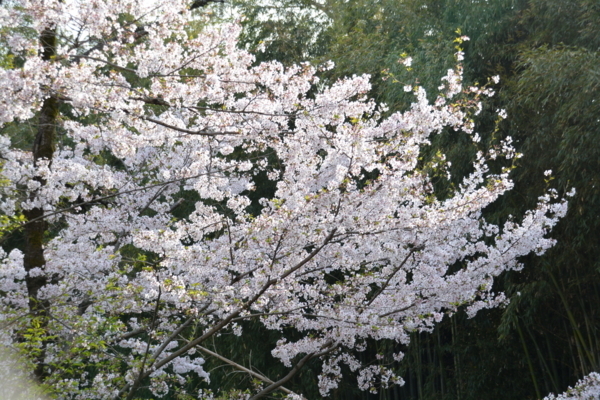 f:id:gzutetsu:20180401151637j:image