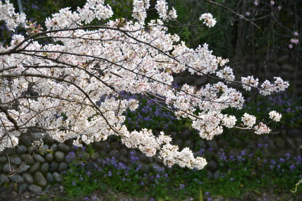 f:id:gzutetsu:20180401152501j:image