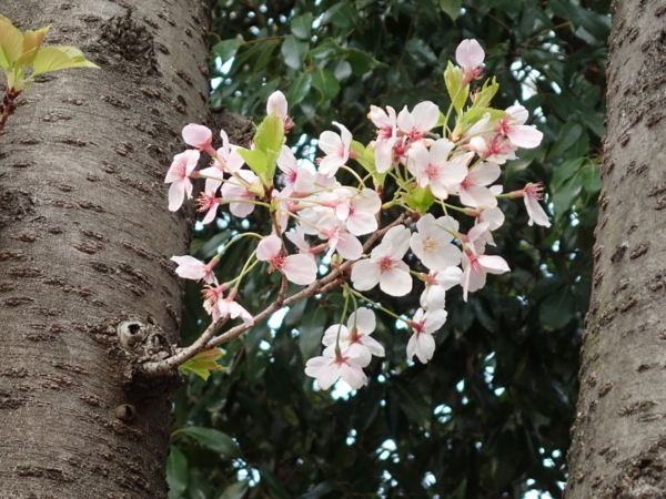 f:id:gzutetsu:20180401171647j:image
