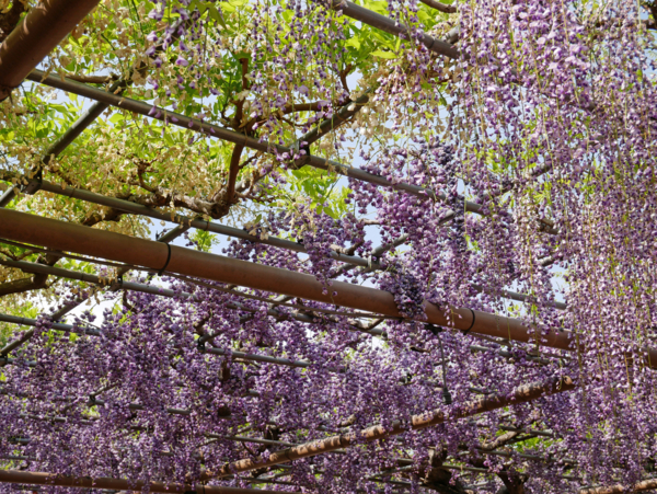 f:id:gzutetsu:20180422142638j:image