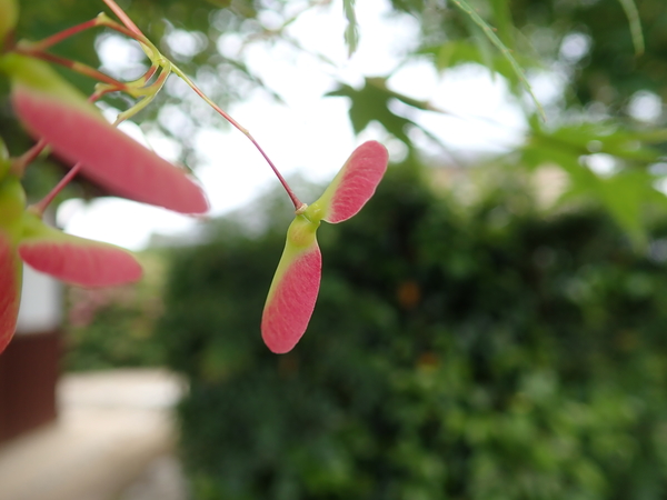 f:id:gzutetsu:20180503132701j:image