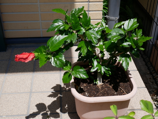 f:id:gzutetsu:20180520111422j:image