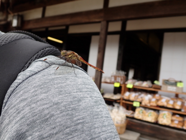 f:id:gzutetsu:20180816104313j:image