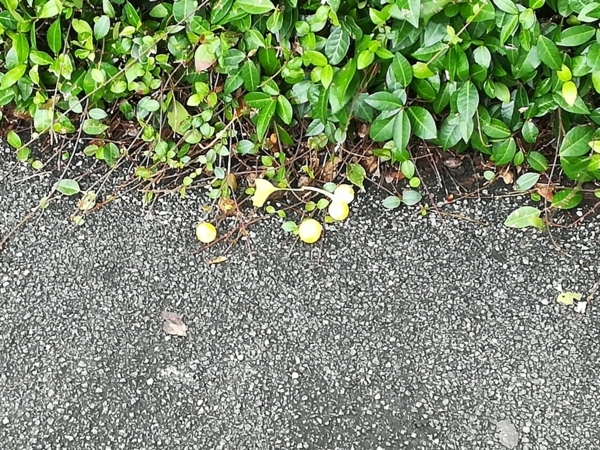 f:id:gzutetsu:20180824083154j:image