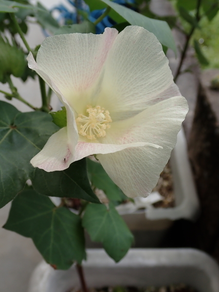 f:id:gzutetsu:20180922105851j:image f:id:gzutetsu:20180922105851j:image